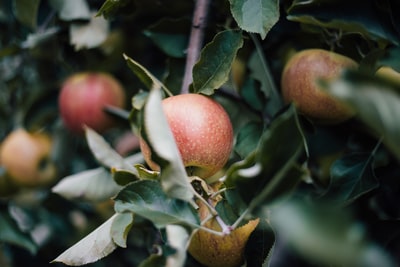 选择聚焦摄影红苹果的水果
